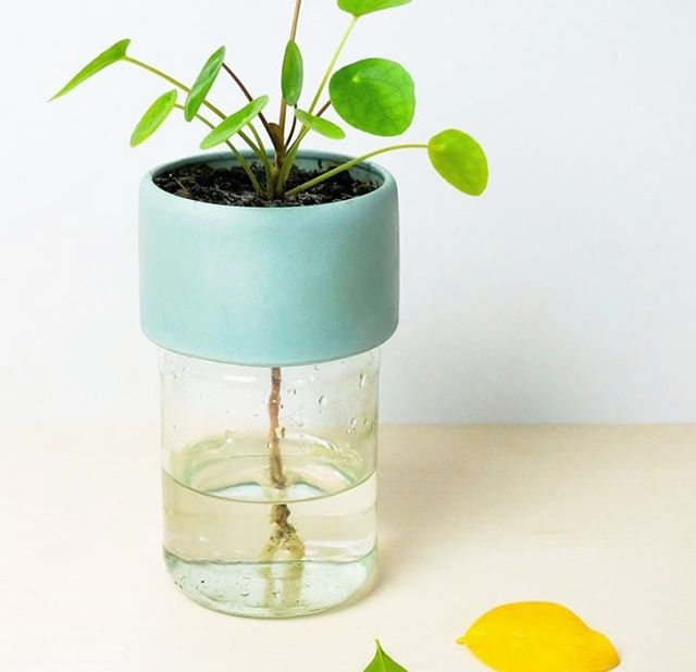 Plant Jar (ED)